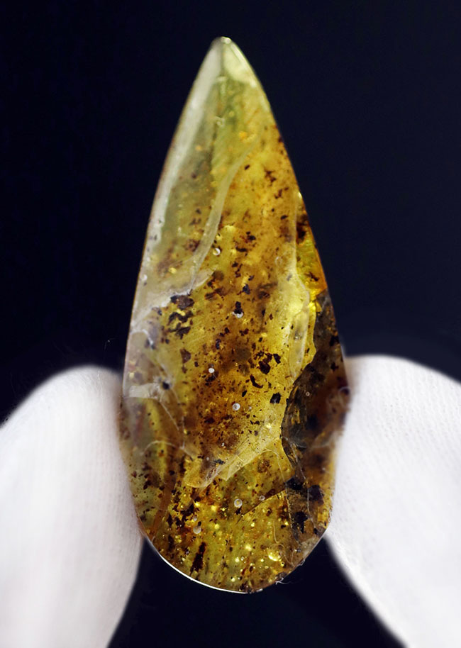 およそ４０００万年前の植物片を内包した琥珀（Amber）。世界最大の琥珀産地、バルト海産（その5）
