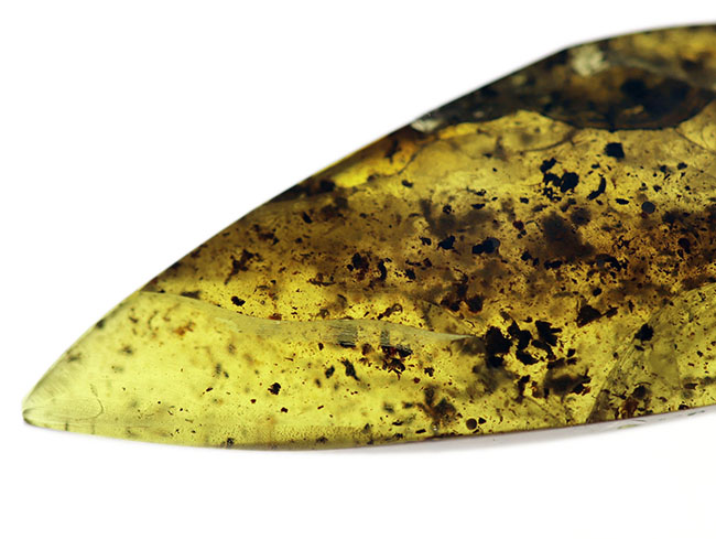 およそ４０００万年前の植物片を内包した琥珀（Amber）。世界最大の琥珀産地、バルト海産（その6）