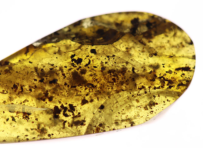 およそ４０００万年前の植物片を内包した琥珀（Amber）。世界最大の琥珀産地、バルト海産（その7）