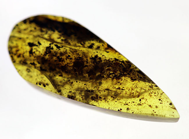 およそ４０００万年前の植物片を内包した琥珀（Amber）。世界最大の琥珀産地、バルト海産（その8）