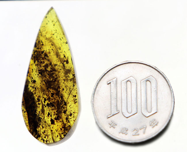 およそ４０００万年前の植物片を内包した琥珀（Amber）。世界最大の琥珀産地、バルト海産（その9）