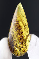 およそ４０００万年前の植物片を内包した琥珀（Amber）。世界最大の琥珀産地、バルト海産