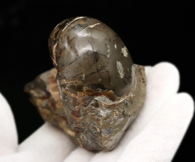 サービスプライス!母岩一体型のオウムガイ(Nautilus)の化石(その3)