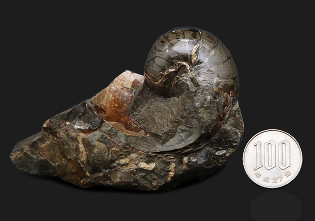 サービスプライス!母岩一体型のオウムガイ(Nautilus)の化石(その7)