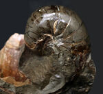 サービスプライス！母岩一体型のオウムガイ（Nautilus）の化石