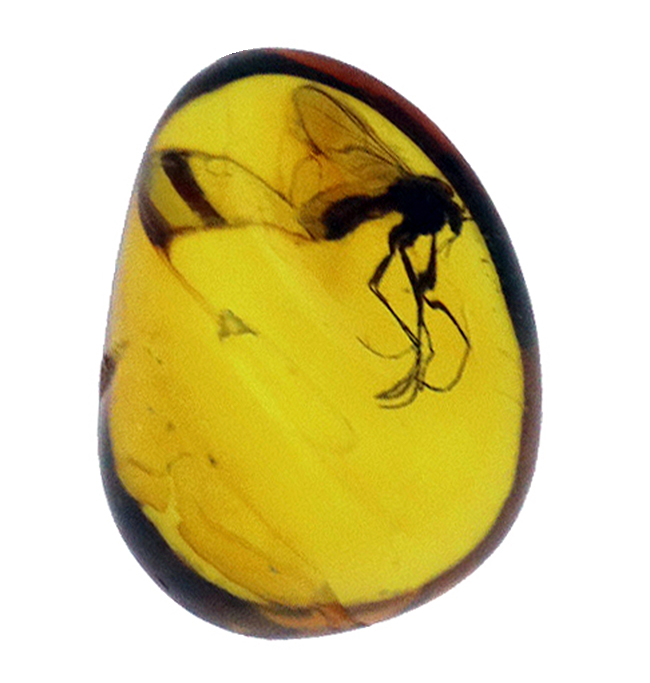 可愛らしい玉状標本、およそ４０００万年前のツノキノコバエを閉じ込めたバルティックアンバー（Amber）（その5）