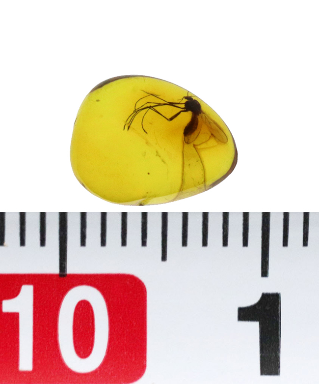 可愛らしい玉状標本、およそ４０００万年前のツノキノコバエを内包したバルティックアンバー（Amber）（その6）