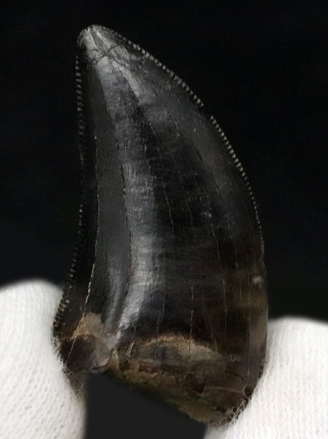 これぞジェム(宝石)!黒光りするエナメル質で見るものを圧倒するアルバートサウルス(Albertosaurus)の亜成体の歯化石(その1)