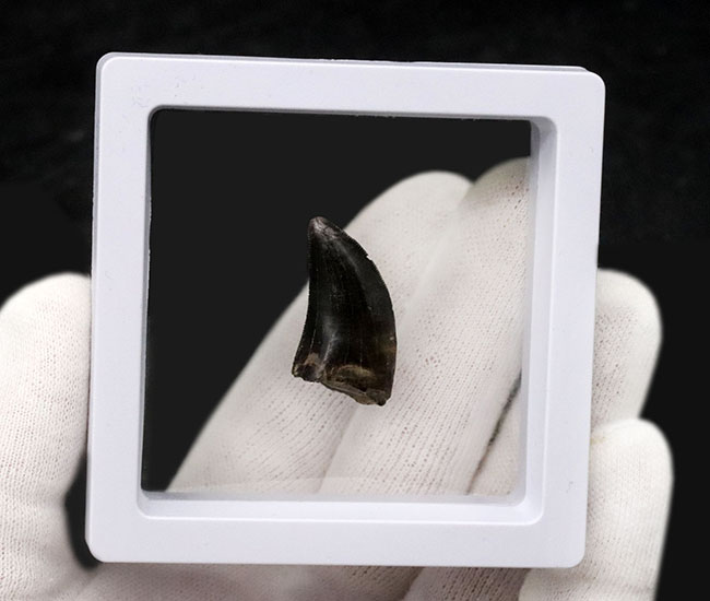 これぞジェム(宝石)!黒光りするエナメル質で見るものを圧倒するアルバートサウルス(Albertosaurus)の亜成体の歯化石(その11)