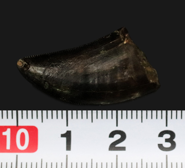 これぞジェム(宝石)!黒光りするエナメル質で見るものを圧倒するアルバートサウルス(Albertosaurus)の亜成体の歯化石(その12)