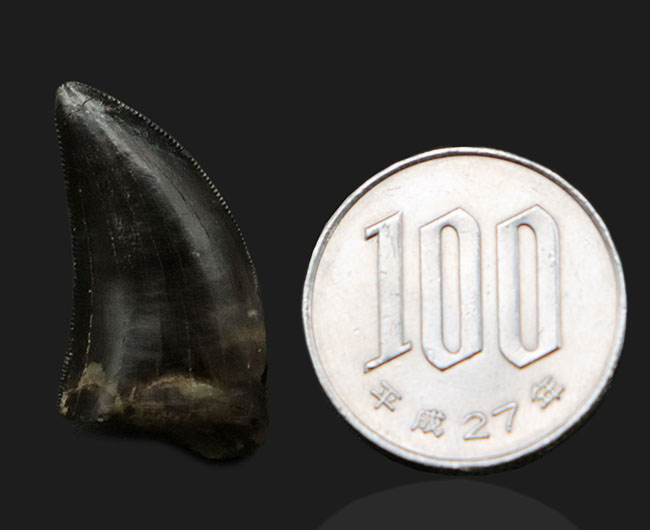 これぞジェム(宝石)!黒光りするエナメル質で見るものを圧倒するアルバートサウルス(Albertosaurus)の亜成体の歯化石(その13)