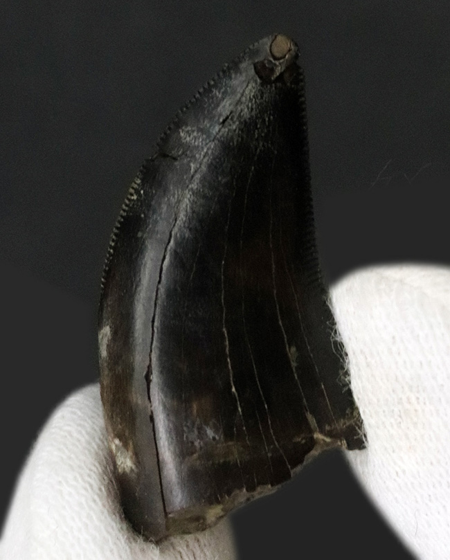 これぞジェム(宝石)!黒光りするエナメル質で見るものを圧倒するアルバートサウルス(Albertosaurus)の亜成体の歯化石(その2)