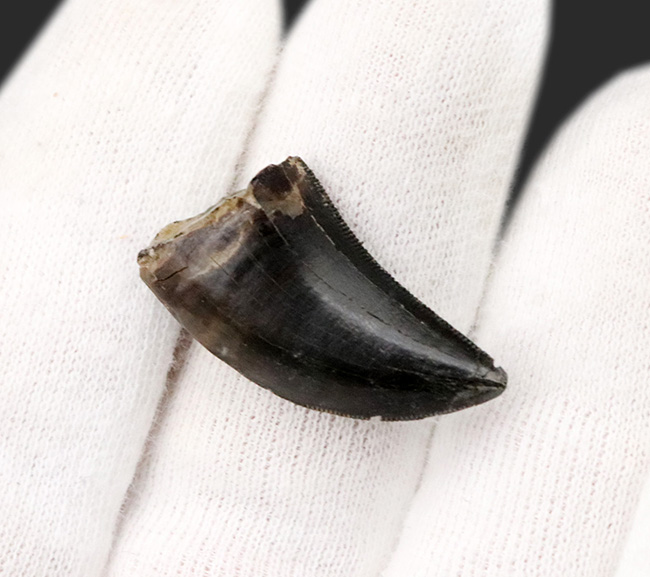 これぞジェム(宝石)!黒光りするエナメル質で見るものを圧倒するアルバートサウルス(Albertosaurus)の亜成体の歯化石(その3)