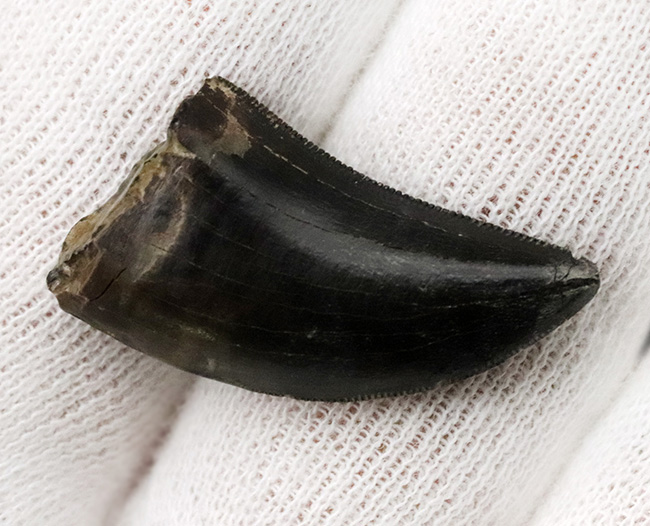 これぞジェム(宝石)!黒光りするエナメル質で見るものを圧倒するアルバートサウルス(Albertosaurus)の亜成体の歯化石(その4)