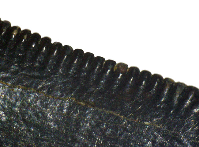 これぞジェム(宝石)!黒光りするエナメル質で見るものを圧倒するアルバートサウルス(Albertosaurus)の亜成体の歯化石(その7)