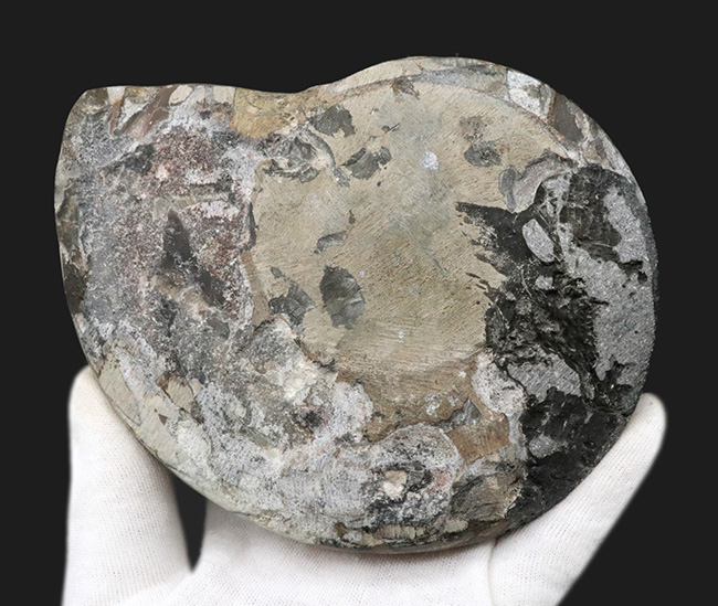 アンモナイトの祖先！直径最大部１４センチ、ビッグサイズ！およそ３億８０００万年前のゴニアタイト（Goniatite）の化石（その6）