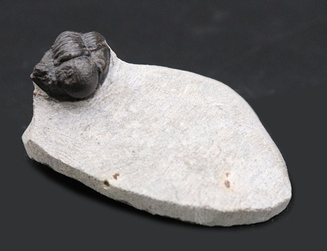 およそ３億９千万年前の地層より採集された、モロッコ産の小型三葉虫、ゲラストス（Gerastos granulosus）（その1）