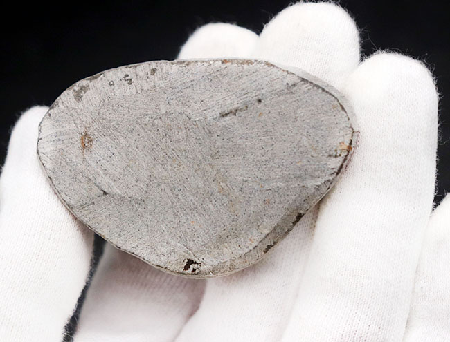 およそ３億９千万年前の地層より採集された、モロッコ産の小型三葉虫、ゲラストス（Gerastos granulosus）（その10）