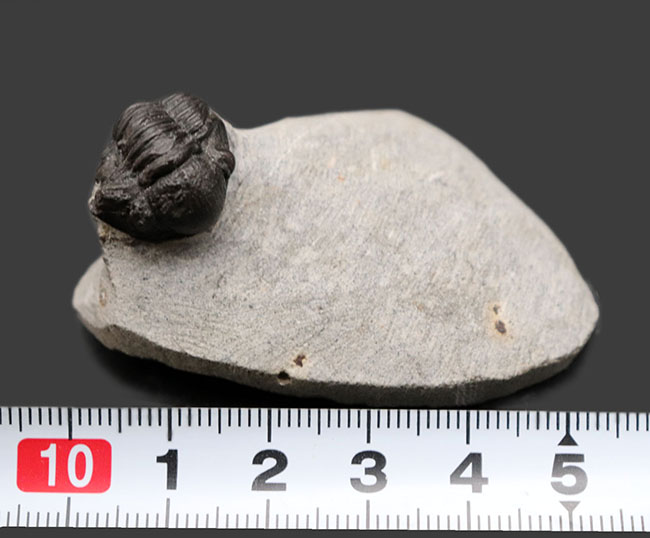 およそ３億９千万年前の地層より採集された、モロッコ産の小型三葉虫、ゲラストス（Gerastos granulosus）（その11）