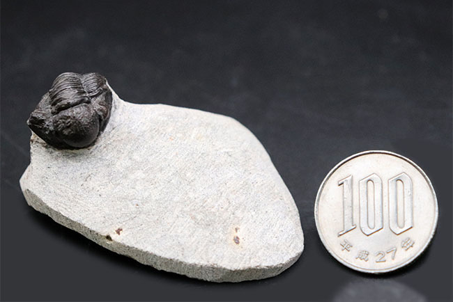 およそ３億９千万年前の地層より採集された、モロッコ産の小型三葉虫、ゲラストス（Gerastos granulosus）（その12）