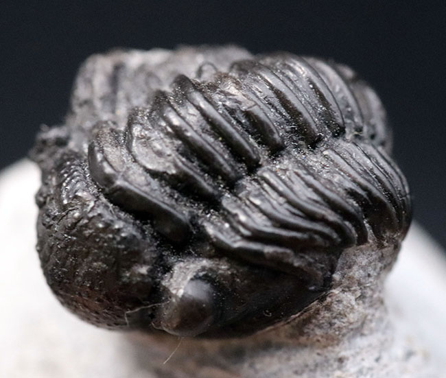 およそ３億９千万年前の地層より採集された、モロッコ産の小型三葉虫、ゲラストス（Gerastos granulosus）（その2）