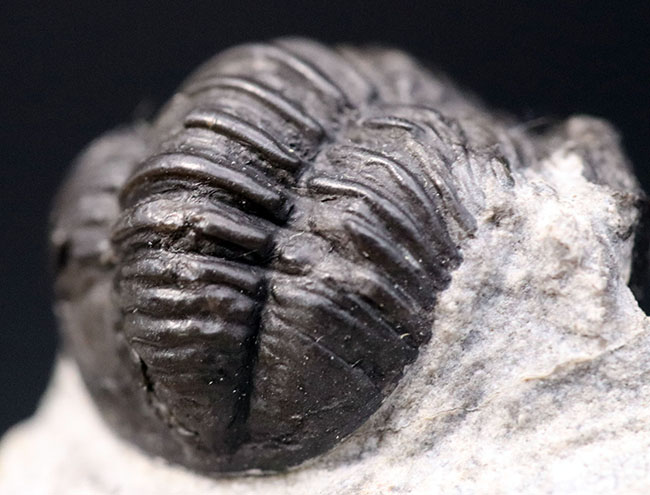 およそ３億９千万年前の地層より採集された、モロッコ産の小型三葉虫、ゲラストス（Gerastos granulosus）（その3）