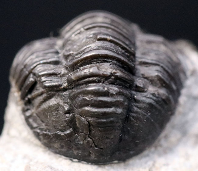 およそ３億９千万年前の地層より採集された、モロッコ産の小型三葉虫、ゲラストス（Gerastos granulosus）（その4）