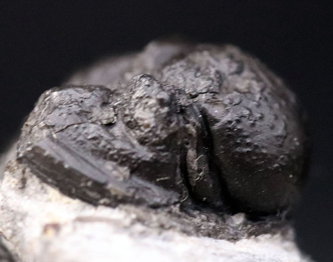 およそ３億９千万年前の地層より採集された、モロッコ産の小型三葉虫、ゲラストス（Gerastos granulosus）（その5）