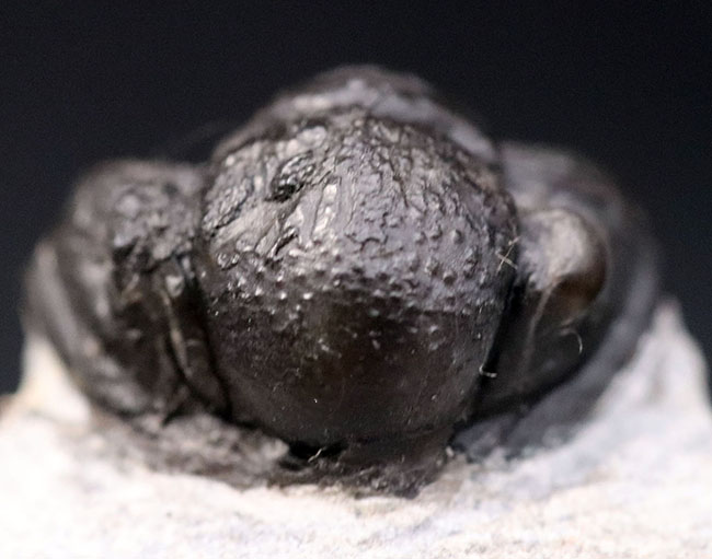 およそ３億９千万年前の地層より採集された、モロッコ産の小型三葉虫、ゲラストス（Gerastos granulosus）（その6）