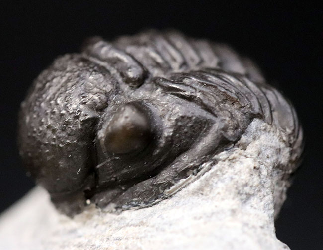 およそ3億9千万年前の地層より採集された、モロッコ産の小型三葉虫