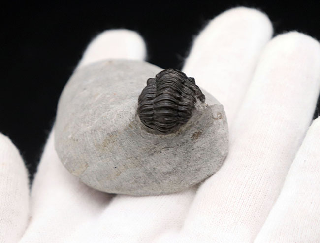 およそ３億９千万年前の地層より採集された、モロッコ産の小型三葉虫、ゲラストス（Gerastos granulosus）（その8）