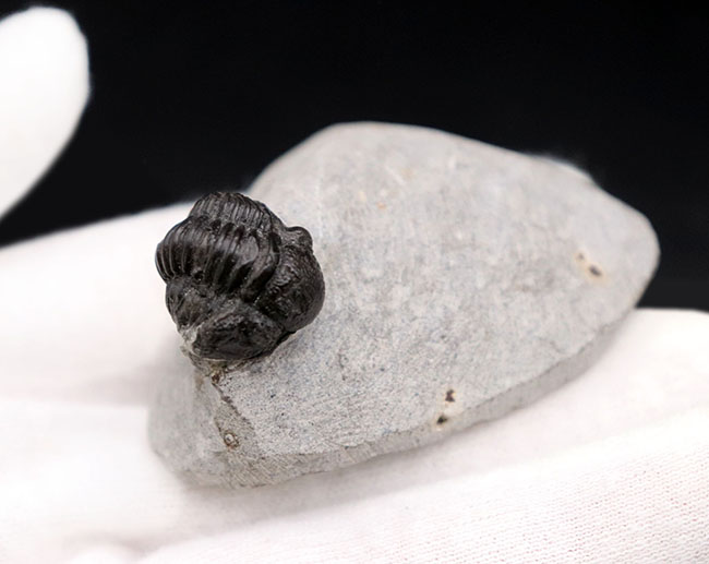 およそ３億９千万年前の地層より採集された、モロッコ産の小型三葉虫、ゲラストス（Gerastos granulosus）（その9）