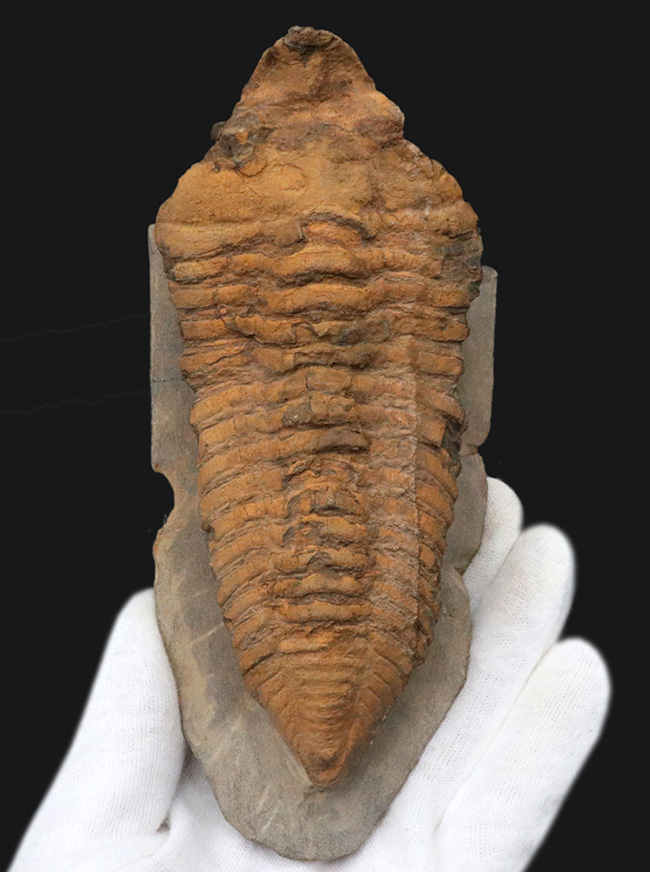 弊社取り扱い初の、激レア標本、ヘビーコレクター推奨、「こんな三葉虫がいたんだ！」ベリーベリーレア、モロッコ産カリメネラ（Calymenella sp.）の特大化石（その1）