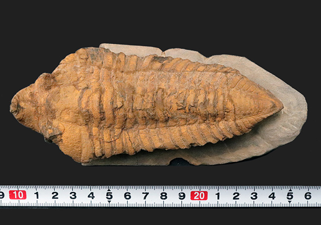 弊社取り扱い初の、激レア標本、ヘビーコレクター推奨、「こんな三葉虫がいたんだ！」ベリーベリーレア、モロッコ産カリメネラ（Calymenella sp.）の特大化石（その10）