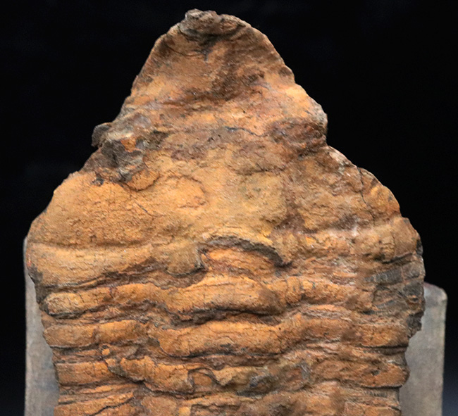 弊社取り扱い初の、激レア標本、ヘビーコレクター推奨、「こんな三葉虫がいたんだ！」ベリーベリーレア、モロッコ産カリメネラ（Calymenella sp.）の特大化石（その2）