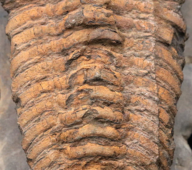 弊社取り扱い初の、激レア標本、ヘビーコレクター推奨、「こんな三葉虫がいたんだ！」ベリーベリーレア、モロッコ産カリメネラ（Calymenella sp.）の特大化石（その3）