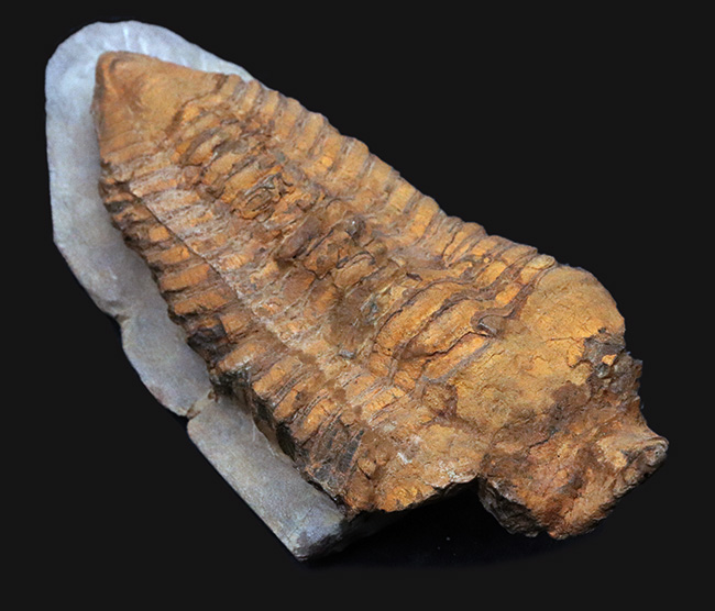 弊社取り扱い初の、激レア標本、ヘビーコレクター推奨、「こんな三葉虫がいたんだ！」ベリーベリーレア、モロッコ産カリメネラ（Calymenella sp.）の特大化石（その5）