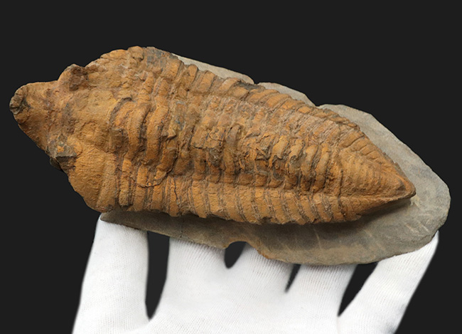 弊社取り扱い初の、激レア標本、ヘビーコレクター推奨、「こんな三葉虫がいたんだ！」ベリーベリーレア、モロッコ産カリメネラ（Calymenella sp.）の特大化石（その6）