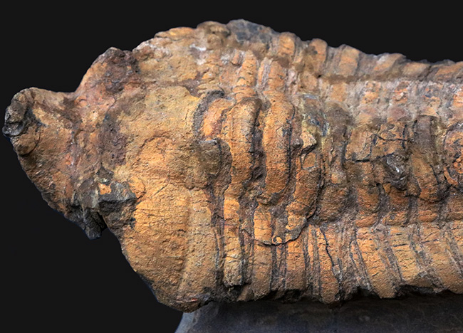弊社取り扱い初の、激レア標本、ヘビーコレクター推奨、「こんな三葉虫がいたんだ！」ベリーベリーレア、モロッコ産カリメネラ（Calymenella sp.）の特大化石（その7）