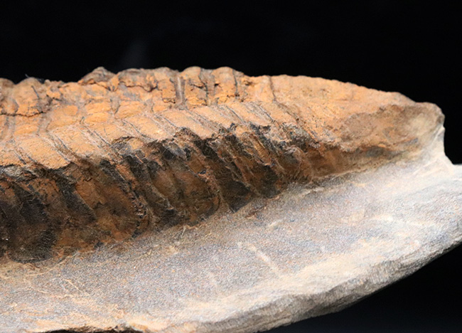 弊社取り扱い初の、激レア標本、ヘビーコレクター推奨、「こんな三葉虫がいたんだ！」ベリーベリーレア、モロッコ産カリメネラ（Calymenella sp.）の特大化石（その8）