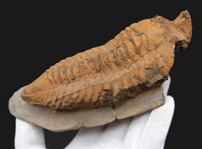 弊社取り扱い初の、激レア標本、ヘビーコレクター推奨、「こんな三葉虫がいたんだ！」ベリーベリーレア、モロッコ産カリメネラ（Calymenella sp.）の特大化石（その9）