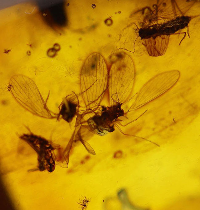 レアなオオチョウバエ科の羽虫を複数内包したバルト海産の琥珀（Amber）（その1）