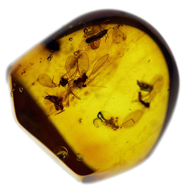 レアなオオチョウバエ科の羽虫を複数内包したバルト海産の琥珀(Amber)(その2)