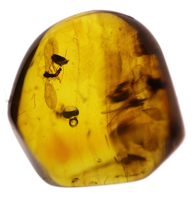 レアなオオチョウバエ科の羽虫を複数内包したバルト海産の琥珀(Amber)(その3)