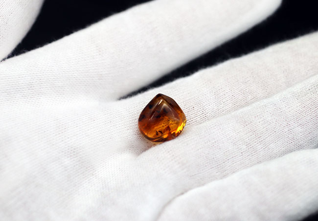 レアなオオチョウバエ科の羽虫を複数内包したバルト海産の琥珀(Amber)(その4)