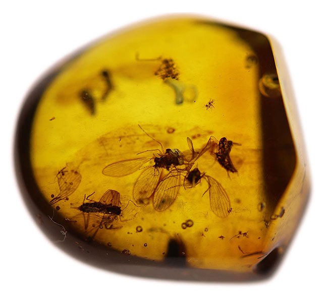 レアなオオチョウバエ科の羽虫を複数内包したバルト海産の琥珀（Amber）（その5）