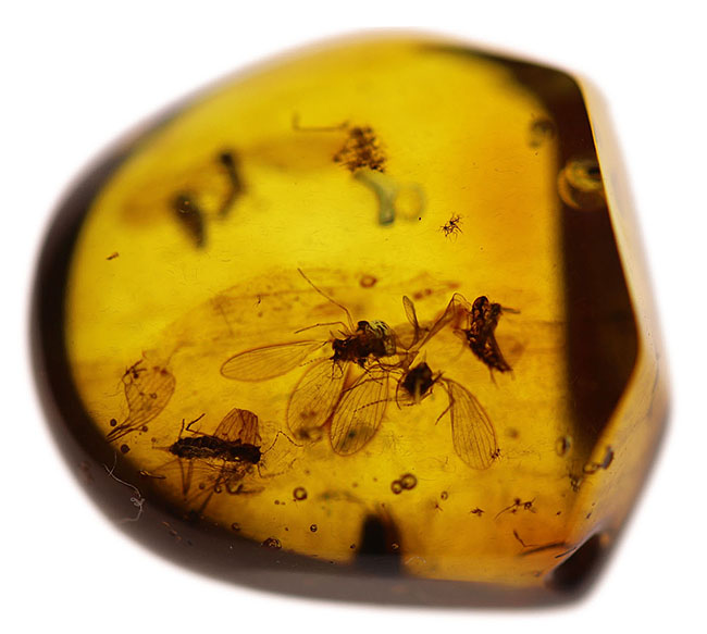 レアなオオチョウバエ科の羽虫を複数内包したバルト海産の琥珀(Amber)(その5)