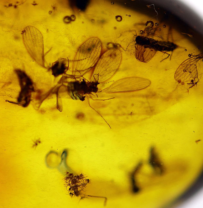 レアなオオチョウバエ科の羽虫を複数内包したバルト海産の琥珀（Amber）（その6）