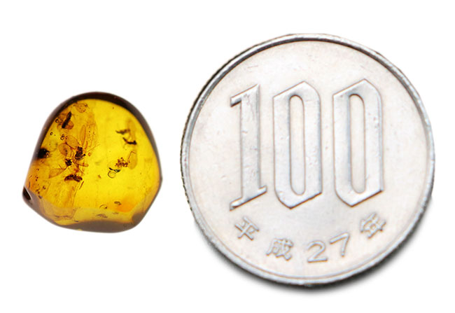 レアなオオチョウバエ科の羽虫を複数内包したバルト海産の琥珀(Amber)(その7)