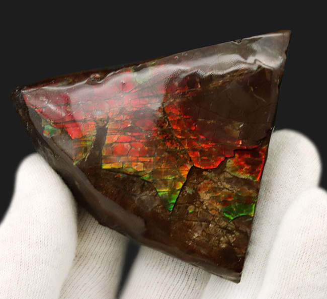 カナダ・アルバータ州でのみ採集される宝石、アンモライト（Ammolite）の美しきピース（その1）